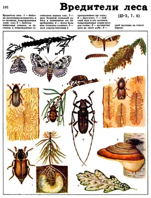 Вредители леса. | Animals, Insects, Bee