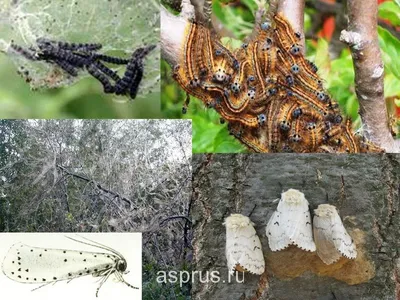 главные насекомые-вредители Стоковое Фото - изображение насчитывающей зона,  сумеречница: 226584508