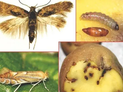 Насекомые вредители насекомых