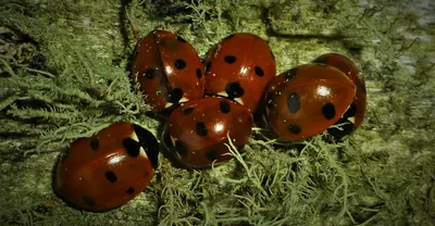 Некоторые насекомые-вредители огородных культур и сада (картинки  колорадского жука и тли, фото медведки)