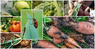ᐅ Какие вредители распространены в Украине и где они зимуют, где могут  прятаться грызуны и насекомые в доме и офисе
