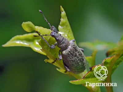 Знай врага в лицо: насекомые-вредители сада | Интернет-магазин садовых  растений