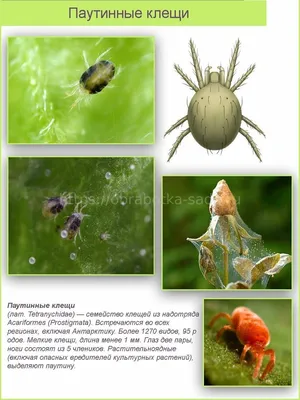 Знай врага в лицо: насекомые-вредители сада | Интернет-магазин садовых  растений