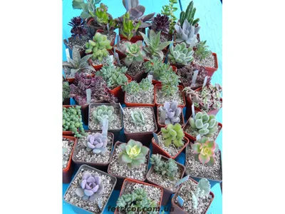 Суккулентные растения, Петр Лапшин, каталог для заказа - succulents by  Peter Lapshin