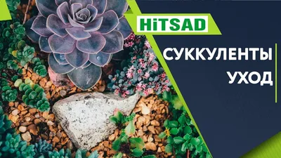 2 листовых черенка Граптоверия Сильвер Стар (Graptoveria cv. Silver Star )  | Суккуленты, Агава, Листья