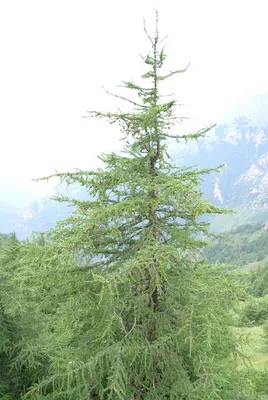 Питомник хвойных деревьев Белая Усадьба - Лиственница Даурская | Facebook