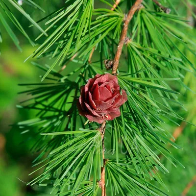 Лиственница даурская (гмелина) Принца Руппрехта Larix gmelinii var.  Principis Rupprechtii - купить декоративные и хвойные растения с доставкой  по Украине в магазине Добродар