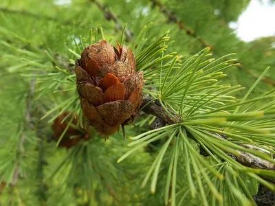 Лиственница Даурская 4-х летняя (Larix gmelinii) С5 высота 100-140см купить  почтой в Одессе, Киеве, Украине | Agro-Market