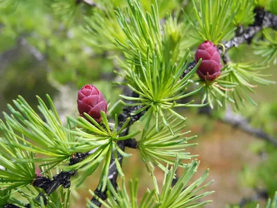 Лиственница Сукачёва (Larix Sukaczewii) / Статьи / Древесные породы мира