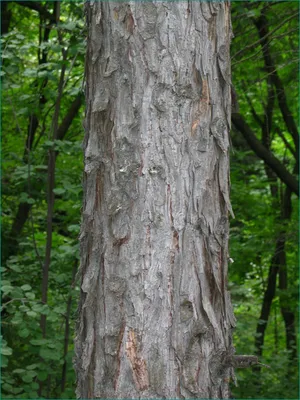 Лиственница сибирская Ledeb — Larix Sibirica Ledeb | Ботанический сад Уфы