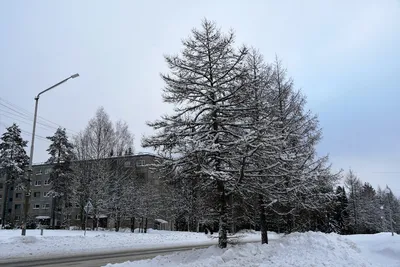 Лиственница зимой (Много фото!) - treepics.ru