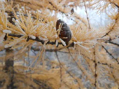 Лиственница в зиме перед снежными горами Стоковое Изображение - изображение  насчитывающей валле, европа: 154610961