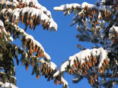 Как же красивы зимой бывают растения! Лиственница европейская Pendula  выглядит как беловолосый Боб Марлей в морозные деньки 😁 И, кстати… |  Instagram