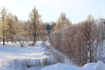Photographer_nadym - Winter 2020 #winter #snow #tundra #arctic #landscape  #sly #clouds #farnorth #nature #larch #cold #travel #nikon #yamal #yanao  #nadymregion #photographer_nadym #лиственница #зима #тундра #живемнасевере  #крайнийсевер #ясеверянин ...