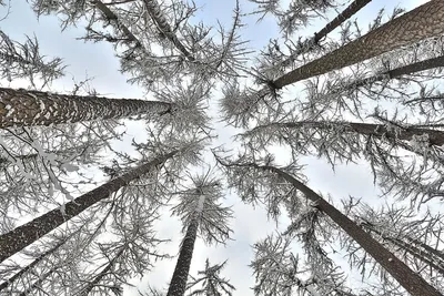 Ель на снежном холме среди норвежской деревни зимой на лофотенских островах  норвегия | Премиум Фото