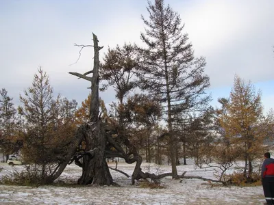 картинки : филиал, снег, зима, Погода, Пихта, время года, Хвойное дерево,  Ель, Лиственница, Экосистемный, Замораживание, Древесное растение, Наземный  завод 5000x3337 - - 115377 - красивые картинки - PxHere