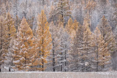 Лиственница зимой (Много фото!) - treepics.ru