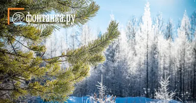 Почему чиновники воруют елки с частных территорий в Красноярском крае,  Челябинской и Нижегородской областях, новогодняя ель - 20 декабря 2023 -  29.ru