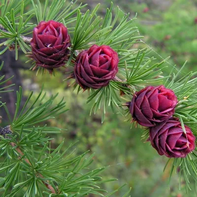 Саженцы Лиственница сибирская - Лиственница - GardenPlants