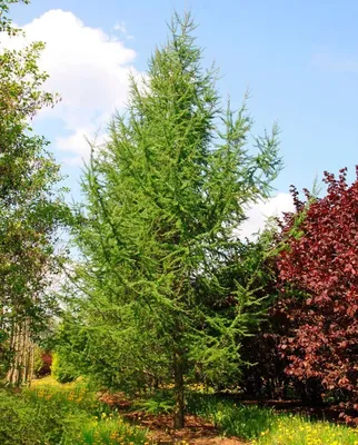 Купить Лиственница европейская Larix decidua - в питомнике Флорини