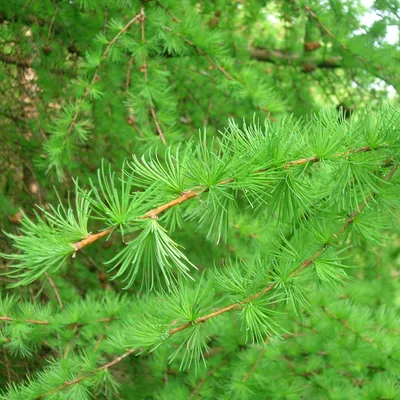 Лиственница японская Кемпфера (Larix kaempferi): цены, купить в Москве