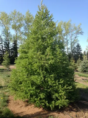 Лиственница Европейская (Larix decidua) - Хвойные растения весна 2024 года  - купить туи, сосны, ели.