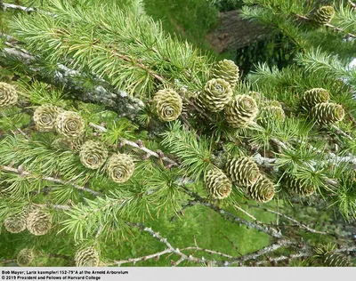 Саженцы, лиственница сибирская (Larix sibirica), 80-120 см. купить с  доставкой по России, в Москву и СПб