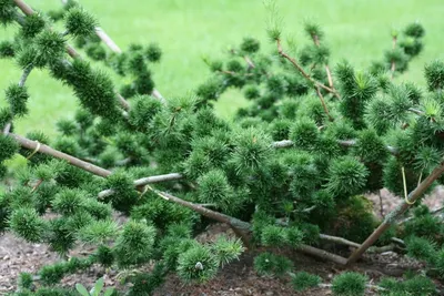 ЛИСТВЕННИЦА ДАУРСКАЯ (LARIX GMELINII): купить саженцы лиственницы даурская  гмелина почтой | PLOD.UA