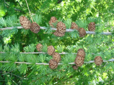 Лиственница европейская \"Larix decidua\" купить по цене 1500 рублей от  питомника саженцев и растений Центросад | Фото и консультация по уходу