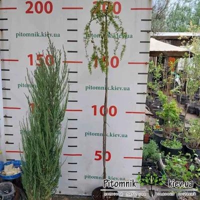 Лиственница европейская (larix decidua) на штамбе 160-180см. | Продажа в  Украине