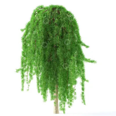 Деревья Лиственница японская Стиф Випер плакучая на штамбе 3D модель