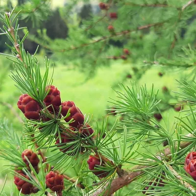 🌱 Семена Лиственница Сибирская Красавица, Семена, 50 шт. Цена от 350 руб.  В наборе качественные семена, инструкция и советы по проращиванию дерева  дома. Купить с доставкой и онлайн оплатой. - интернет-магазин Лесландия