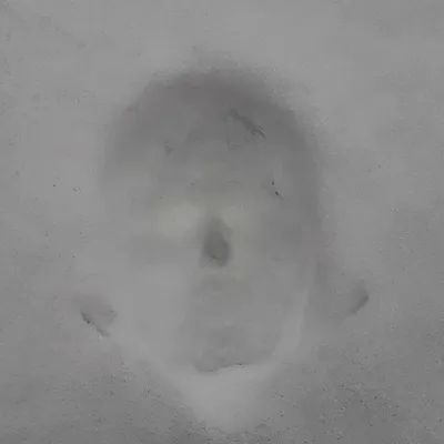 Лицо в снегу: загадочное изображение