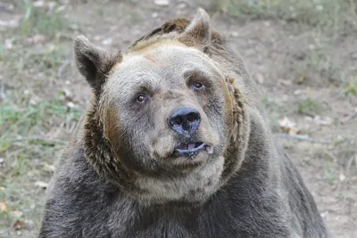 Фотографии медведей и людей: Незабываемые моменты в формате jpg