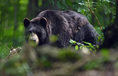 Люди после нападения медведей: От смертельной угрозы к бесконечным ранам