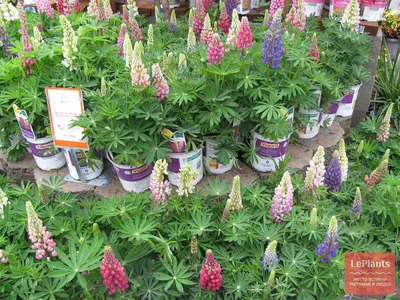 Люпин многолистный (Lupinus polyphyllus) — описание, выращивание, фото | на  LePlants.ru