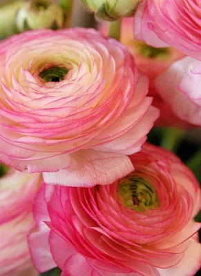 Лютик луковичный (Ranunculus bulbosus) - PictureThis