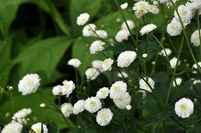 Лютик едкий (Ranunculus acris) - PictureThis