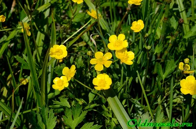 Лютик (Ранункулюс) микс / Ranunculus Mix - Луковицы Лютиков (Ранункулюсов)  - купить недорого лютики (ранункулюсы) в Москве в интернет-магазине Сад  вашей мечты