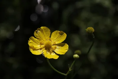 Лютик горный / Ranunculus montanus в горах Кавказа Stock Photo | Adobe Stock