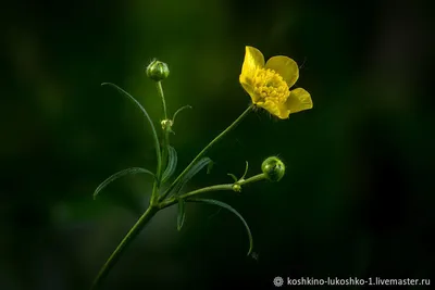 Цветы: Ранункулюс (лютик азиатский) купить в интернет-магазине Ярмарка  Мастеров по цене 1650 ₽ – P1SBSRU | Цветы, Бородино - доставка по России