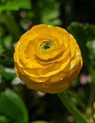 Лютик водный (Ranunculus aquatilis)