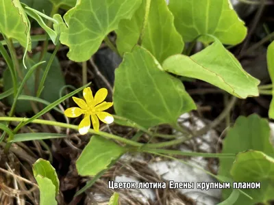 ꕤ Лютик Ranunculus Aviv Gold • купить Лютик Ranunculus Aviv Gold по цене от  5.49 грн. в Украине