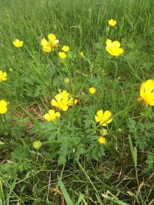 Лютик болотный (Ranunculus paludosus) - PictureThis