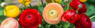 Лютик (Ранункулюс) красный / Ranunculus Red - Луковицы Лютиков  (Ранункулюсов) - купить недорого лютики (ранункулюсы) в Москве в  интернет-магазине Сад вашей мечты