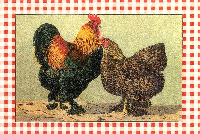 Ливенская порода кур | Породы и кроссы кур форум на Fermer.ru / Стр. 23 из  37