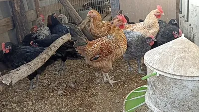 Продам цыплят Ливенской ситцевой: 60 грн. - Сельхоз животные Мерефа на Olx
