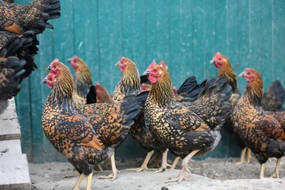 Ливенская ситцевая порода кур : Петух на племя и Яйца инкубационные —  Agro-Ukraine