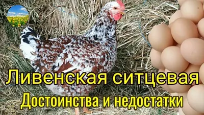 Ливенская ситцевая. Достоинства и недостатки. - YouTube