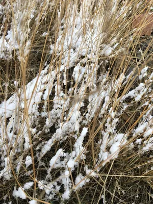Фото с ливневым снегом: впечатляющие детали зимней стихии